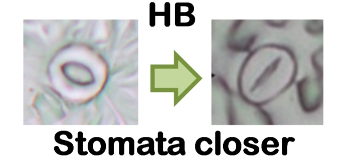 HB: a new compound to protect plants by closing their stomata