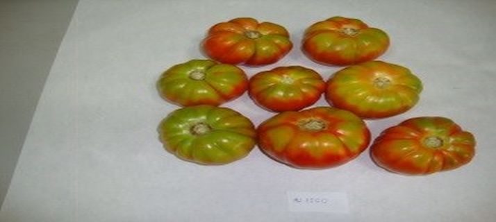 Líneas de tomate muchamiel y tomate de la pera con resistencia genética a virus