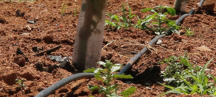 Nuevos compuestos biodegradables y compostables de aplicación en tuberías de micro-irrigación y goteros para agricultura.