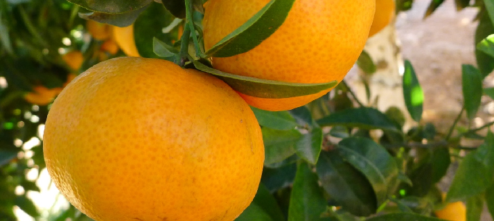 Neufina: clementina de recol·lecció tardana