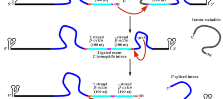 Método para la producción de RNAs (dsRNA) contra las plagas de cultivos