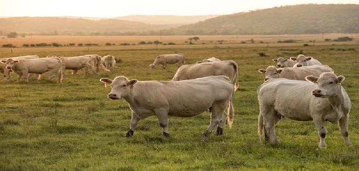 Nuevo compuesto para regulación de peso corporal con aplicaciones en ganadería